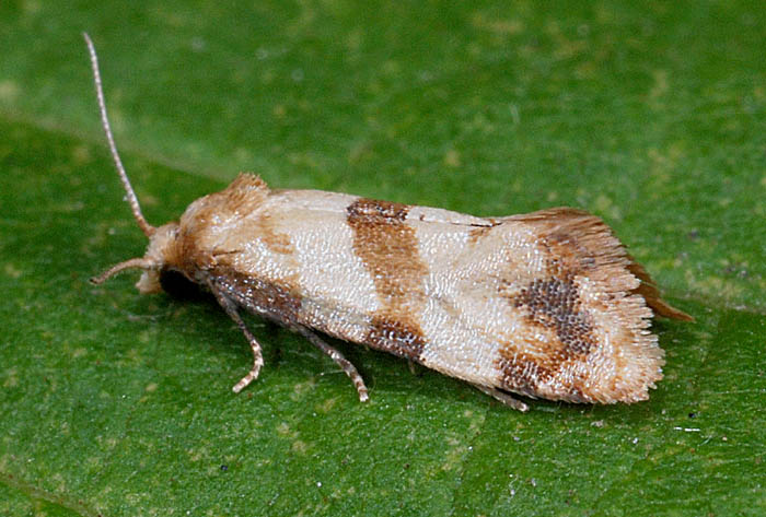 Tortricidae N 82